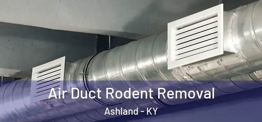 Air Duct Rodent Removal Ashland - KY